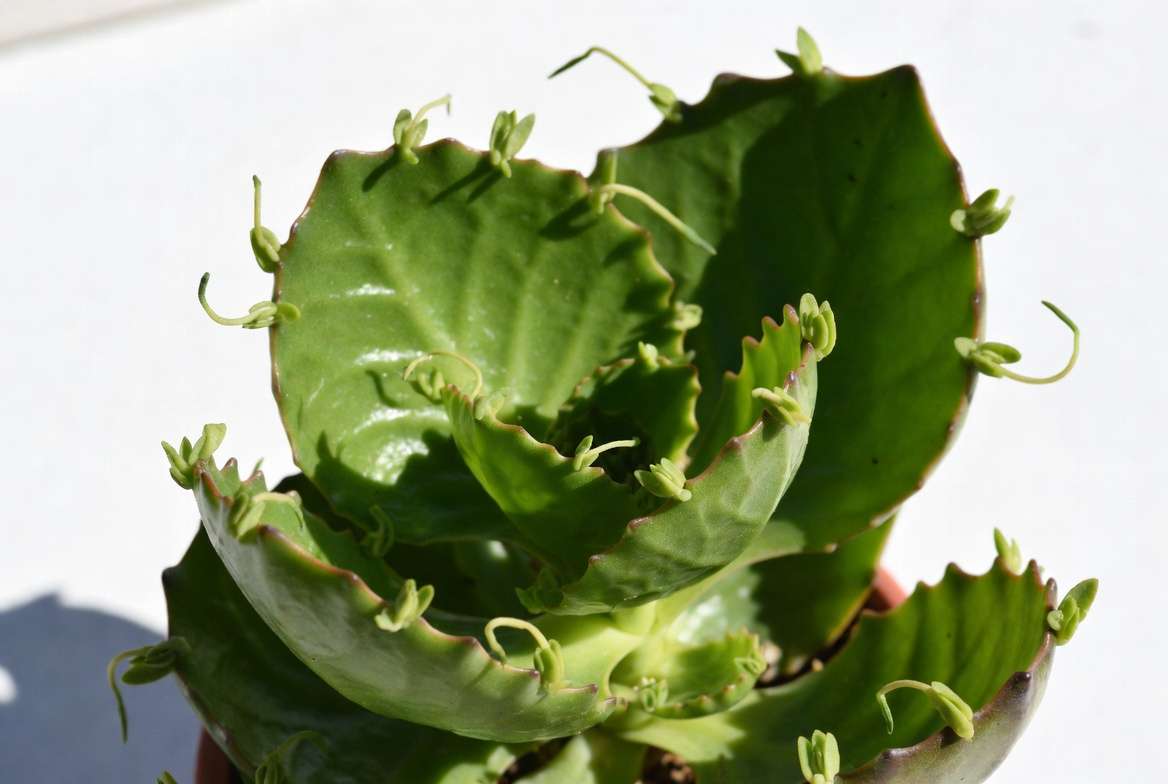 Leaf of Life plant (Kalanchoe pinnata) showing scalloped leaves and natural plantlets.