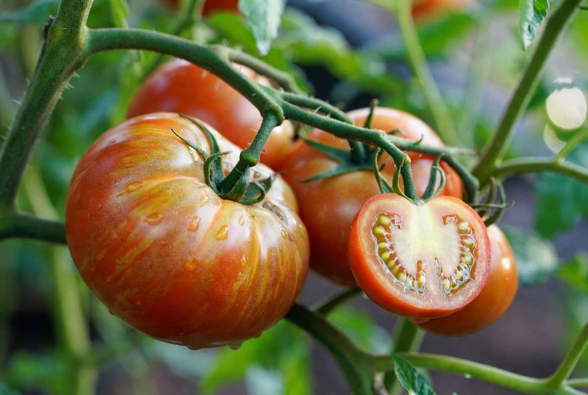 Close-up of ripe bi-colored Mr Stripey tomato plant fruits showing distinctive red and yellow striping on the vin