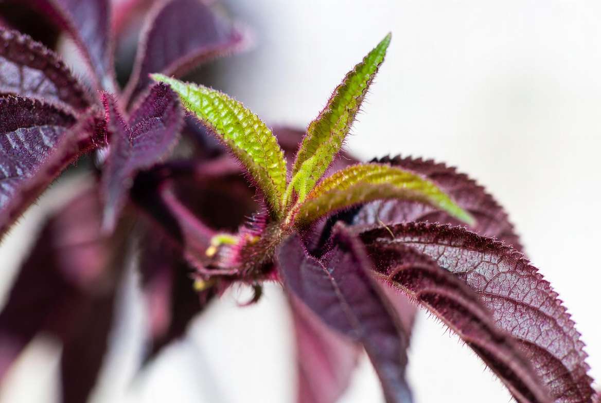Close-up of vibrant purple passion vine plant leaves showing velvety texture and rich purple color