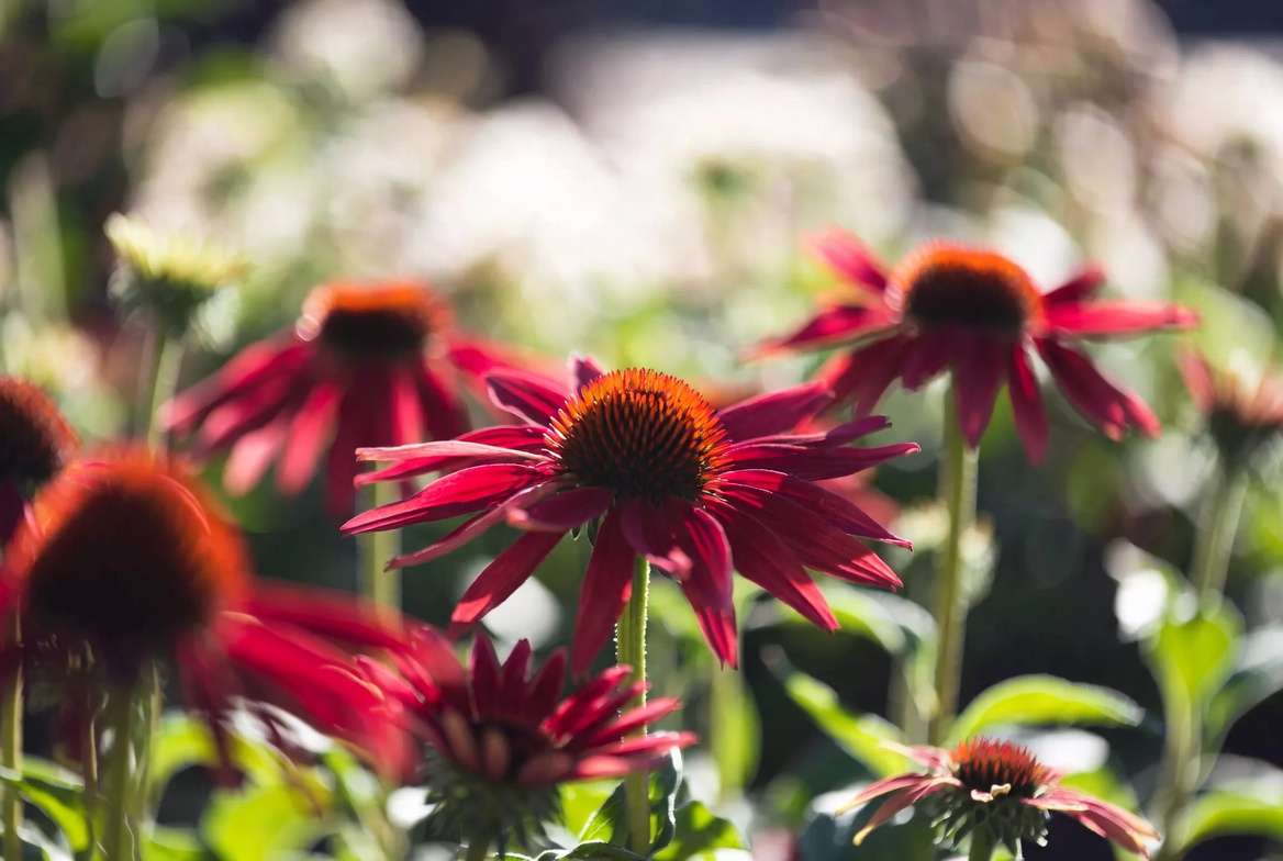 Red echinacea plant flowers close up showing vibrant scarlet blooms and prominent cones