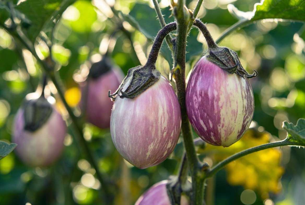 Rosa Bianca eggplant plant with beautiful lavender-pink and white striped fruits growing in a sunny garden