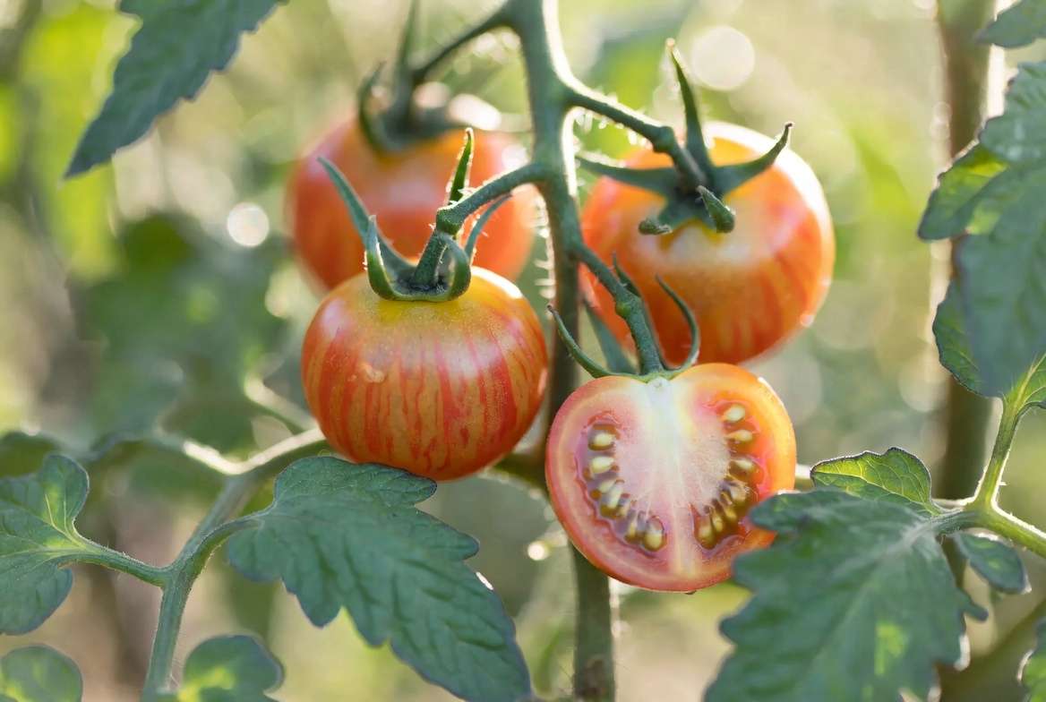 Sunrise Bumblebee tomato plant ripe bicolor yellow and red striped cherry tomatoes on vine close-up