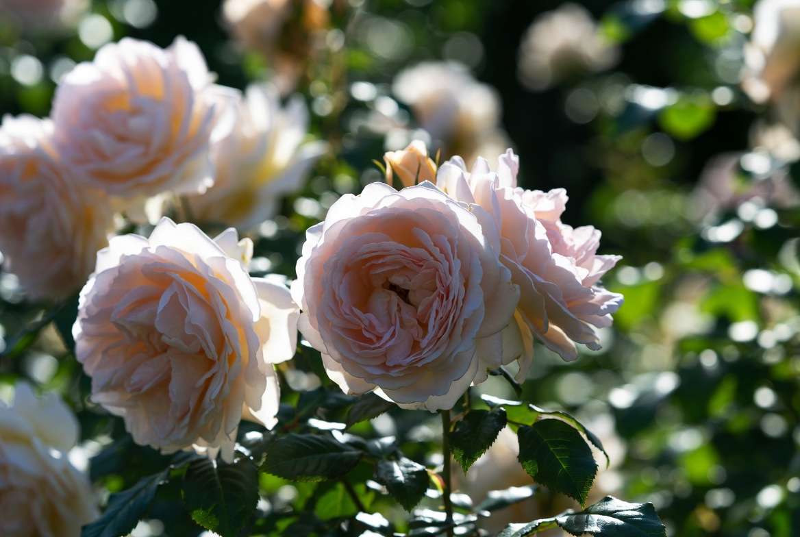 What Makes This Rose Special