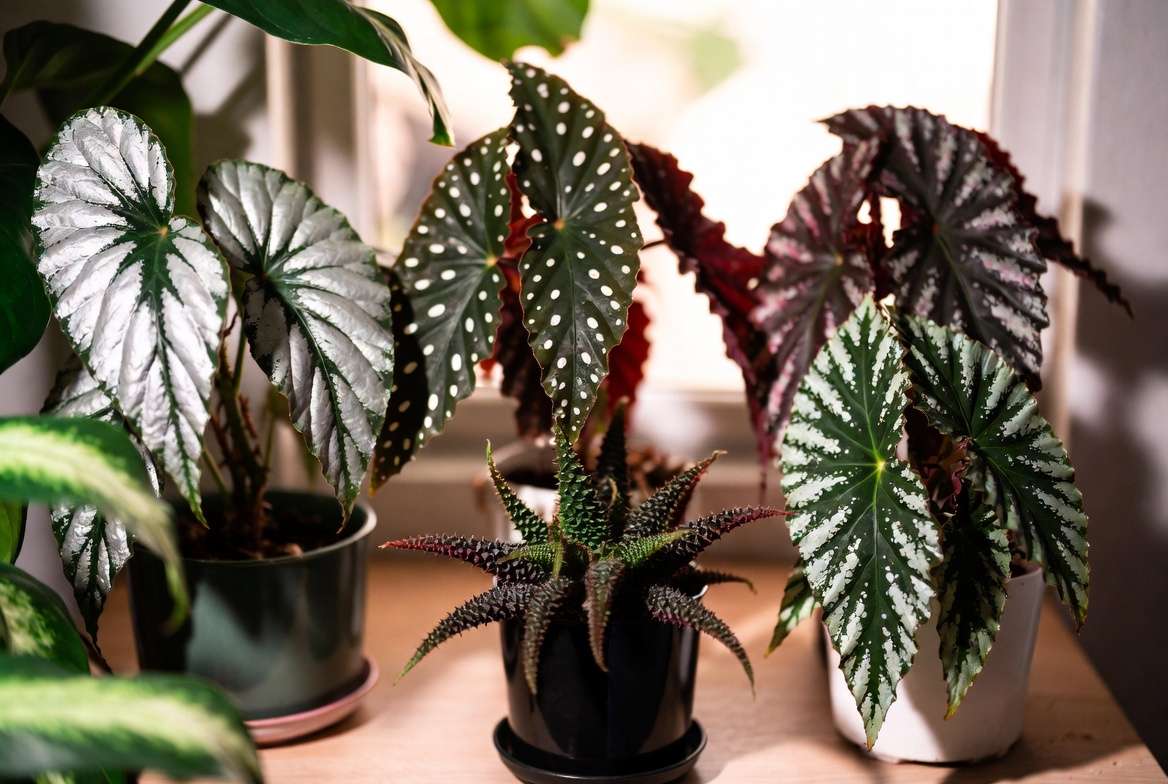Rare begonia varieties showcasing diverse foliage patterns and textures
