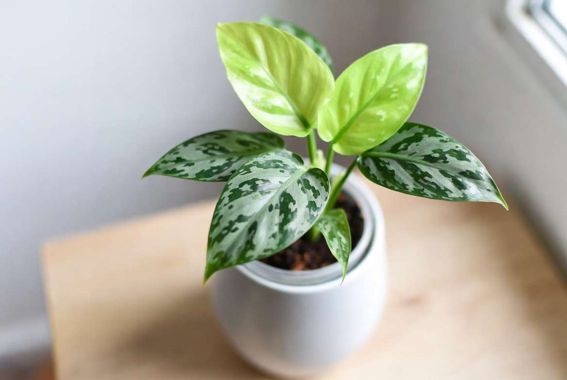 Philodendron Moonlight plant showing its signature bright chartreuse foliage in a modern indoor setting