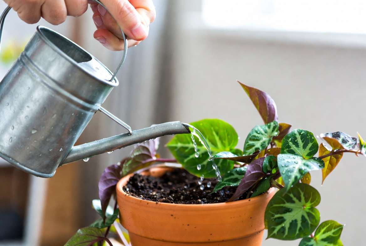 Proper watering technique for Wandering Jew plant care