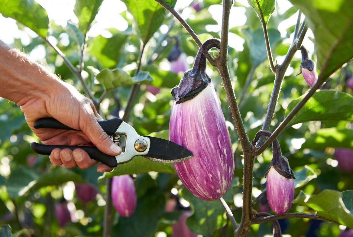 Harvesting ripe Rosa Bianca eggplant at peak freshness from the garden