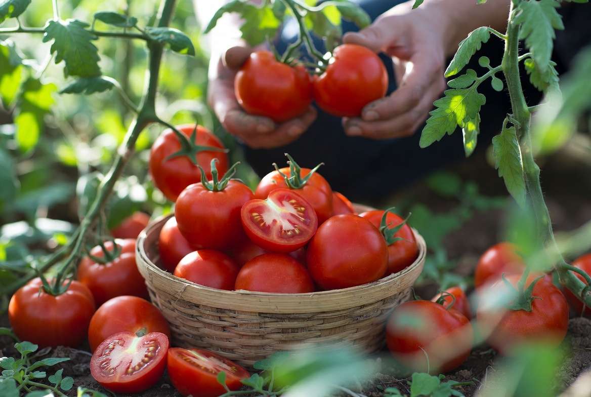 Fresh harvest of seedless tomatoes ready for kitchen use