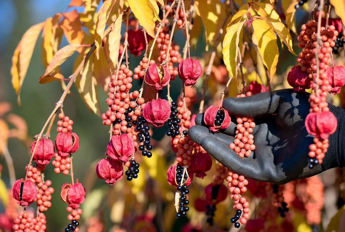 Harvesting ripe Szechuan peppercorns from the plant in autumn