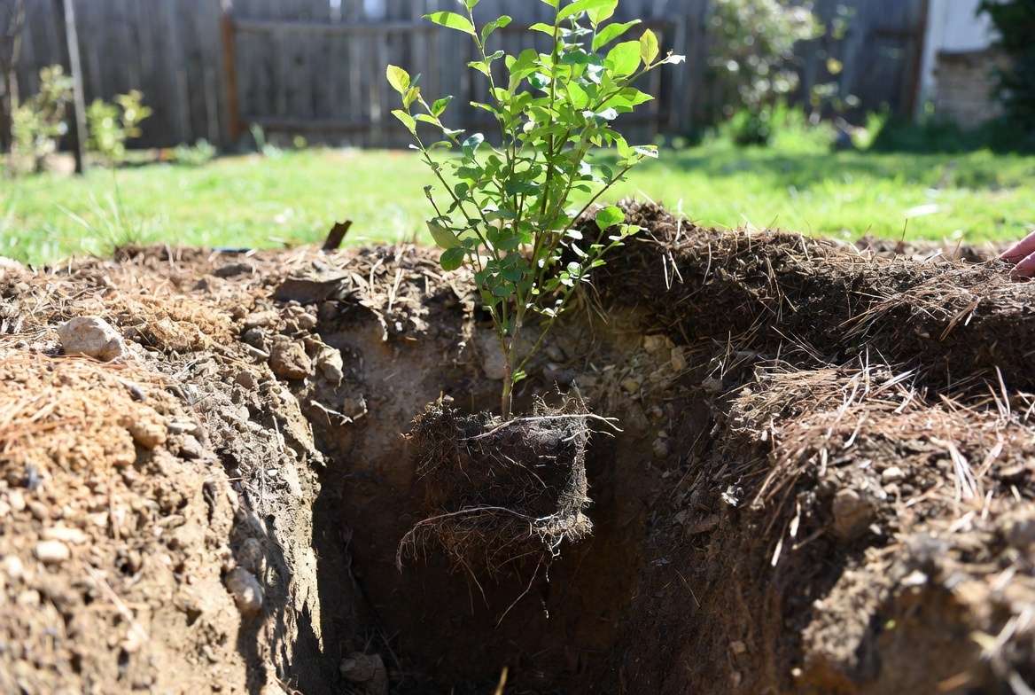 Step by step planting of a young Tifblue blueberry plant in prepared soil
