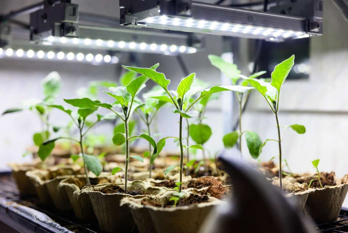 oung Rosa Bianca eggplant seedlings growing indoors under grow lights before transplanting