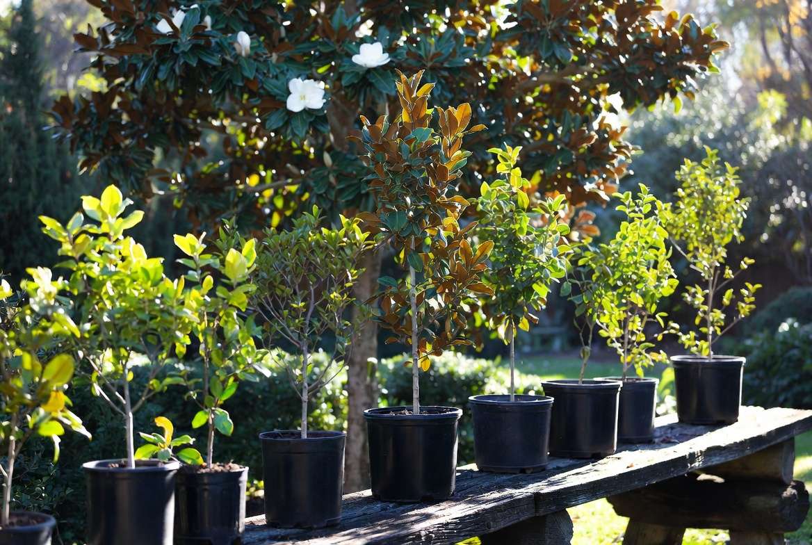 Young magnolia saplings and mature flowering tree illustrating benefits of growing from see