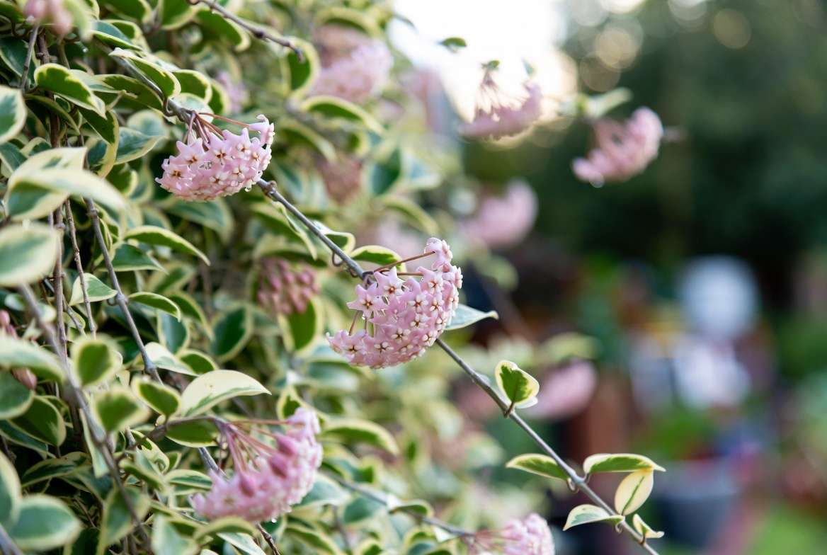 Beautiful blooming variegated Hoya plant with fragrant pink flowers