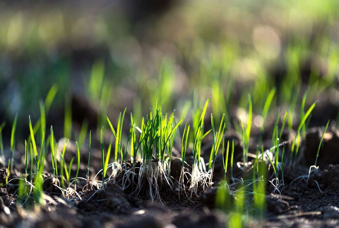 Grass seedlings sprouting in ideal soil temperature conditions for successful germination