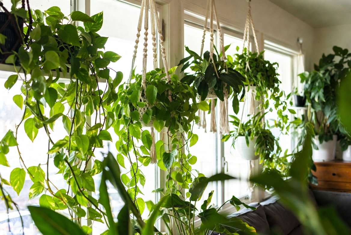 ush trailing indoor plants cascading in a bright modern living room adding natural beauty and calm atmosphere