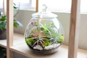 air plant terrarium with plants