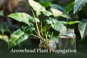 arrowhead plant propagation