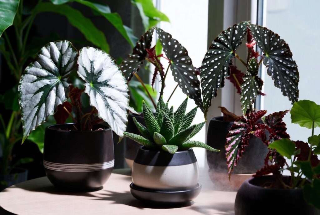 begonia rare plant