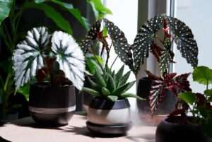 begonia rare plant