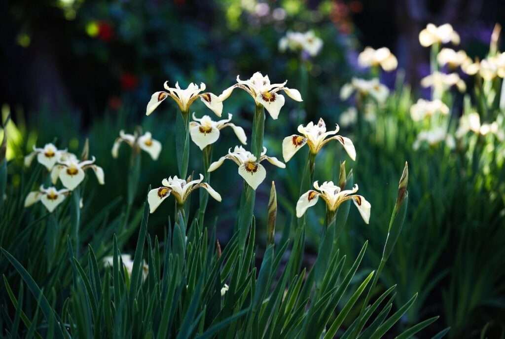 bicolor iris plant