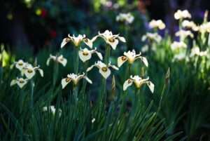 bicolor iris plant