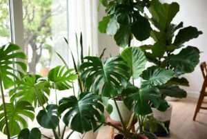 big leaves plant