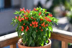bird's eye chili pepper plant