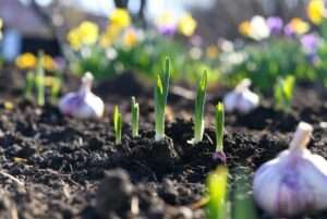 can i plant garlic in the spring