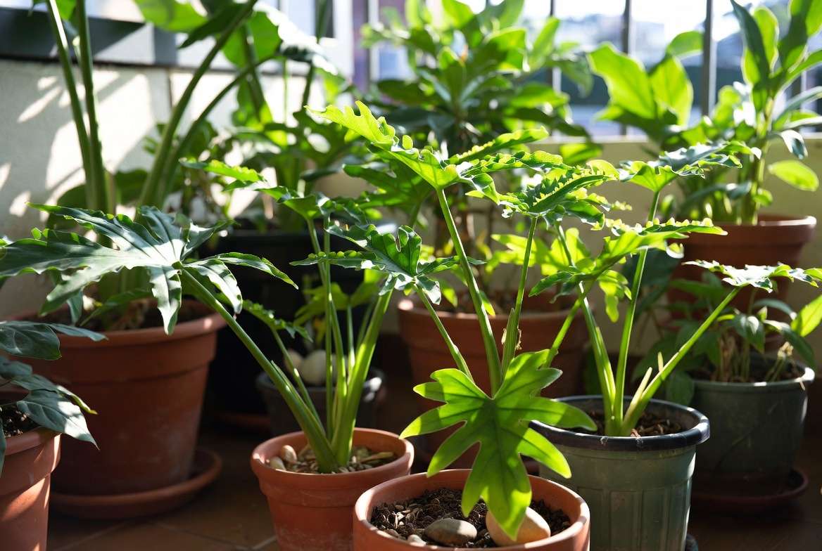 Abundant Leaf of Life plants thriving in home garden setting.