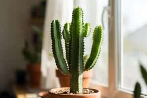 cowboy cactus plant