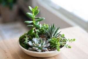 dish garden plants