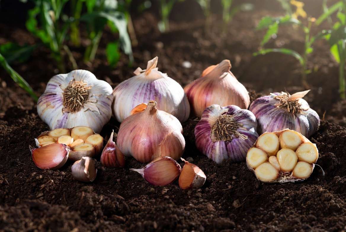 Spring garlic varieties including Music, Inchelium Red, and Spanish Roja bulbs ready for planting