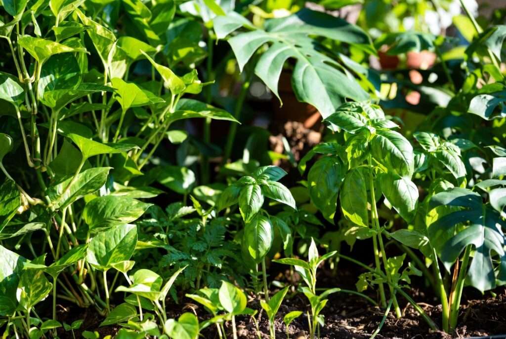 growing fast plants