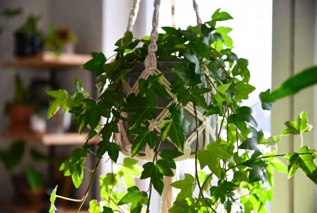 hanging ivy plants