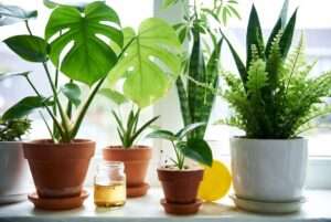 how to get rid of fruit flies in plants
