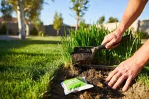 how to plant bermuda grass seed