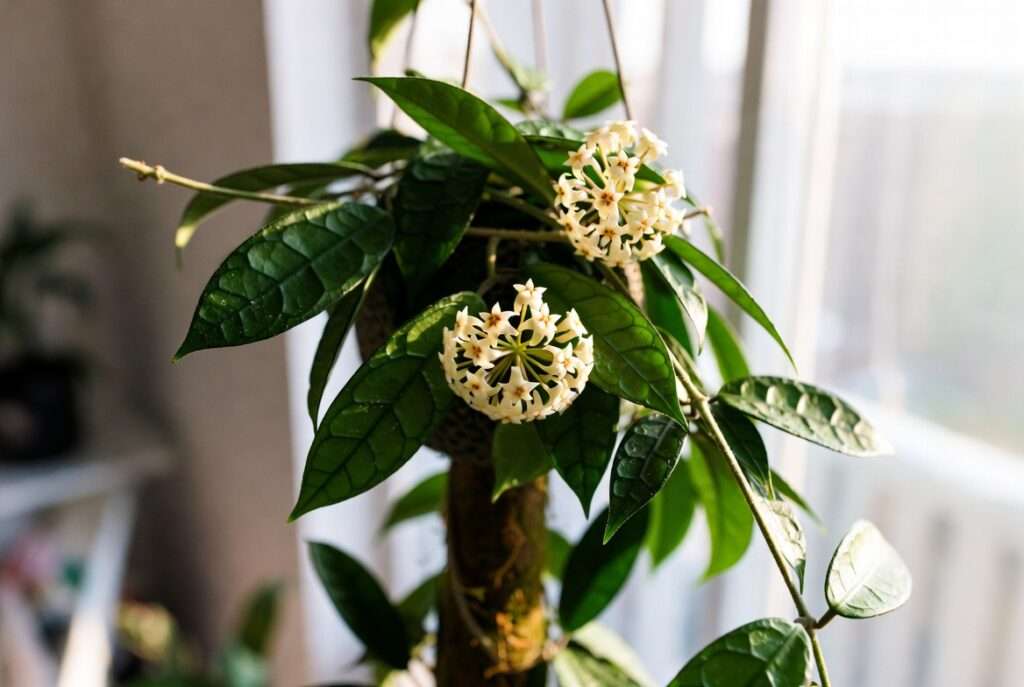 hoya lacunosa plant
