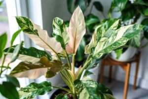 jose bueno plant
