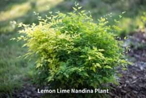 lemon lime nandina plant
