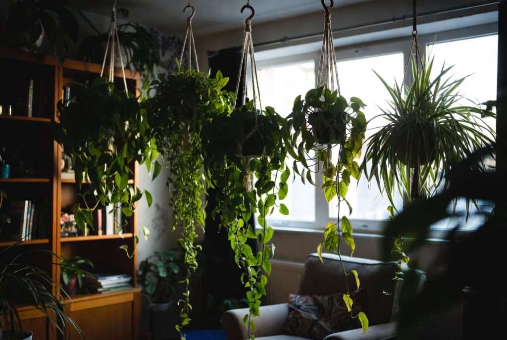 low light hanging plants