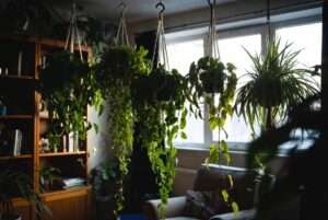 low light hanging plants