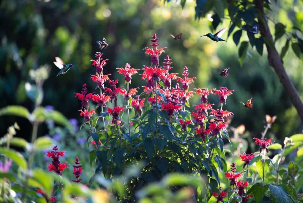 monarda jacob cline plant