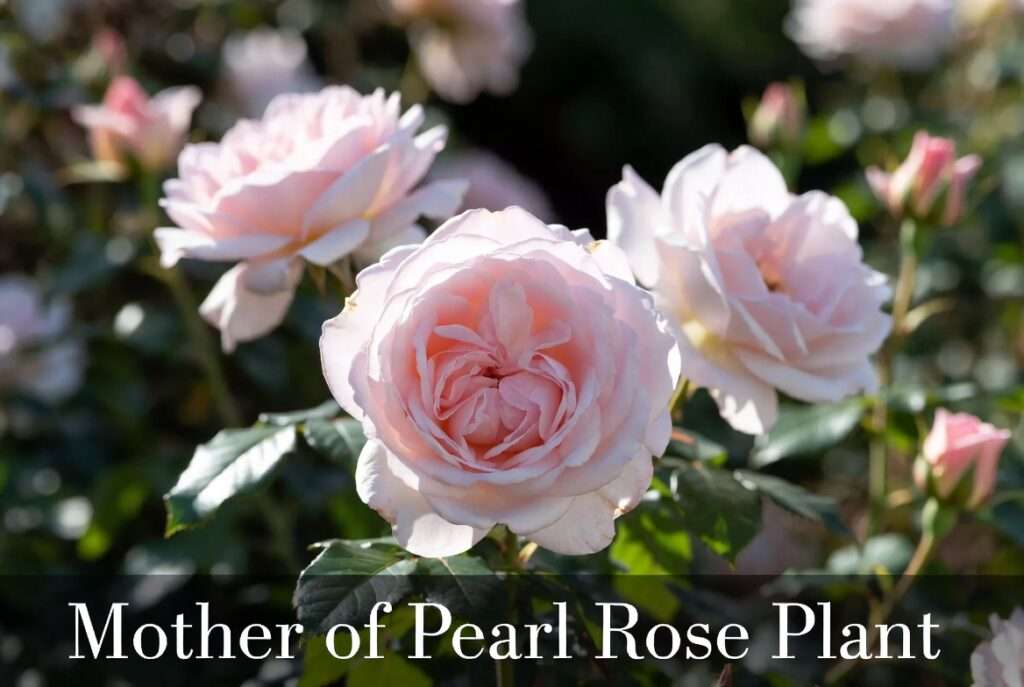 mother of pearl rose plant