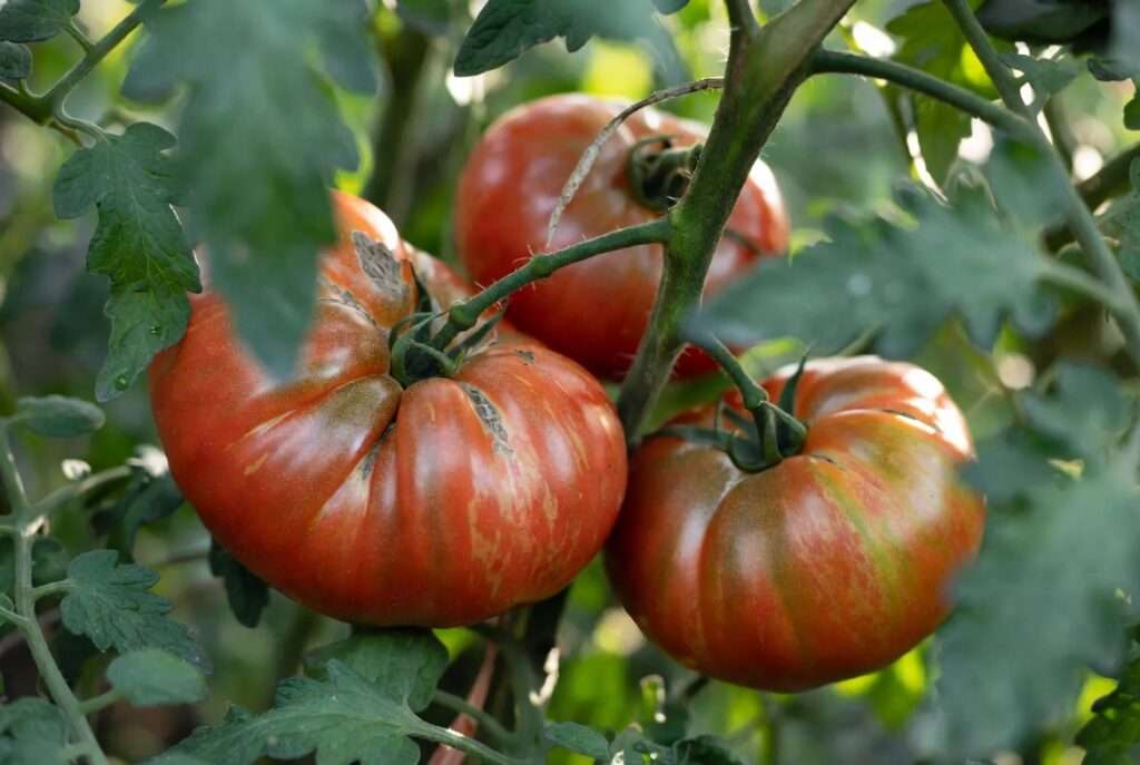 mr stripey tomato plant