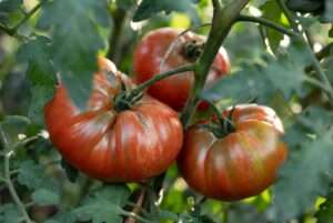 mr stripey tomato plant