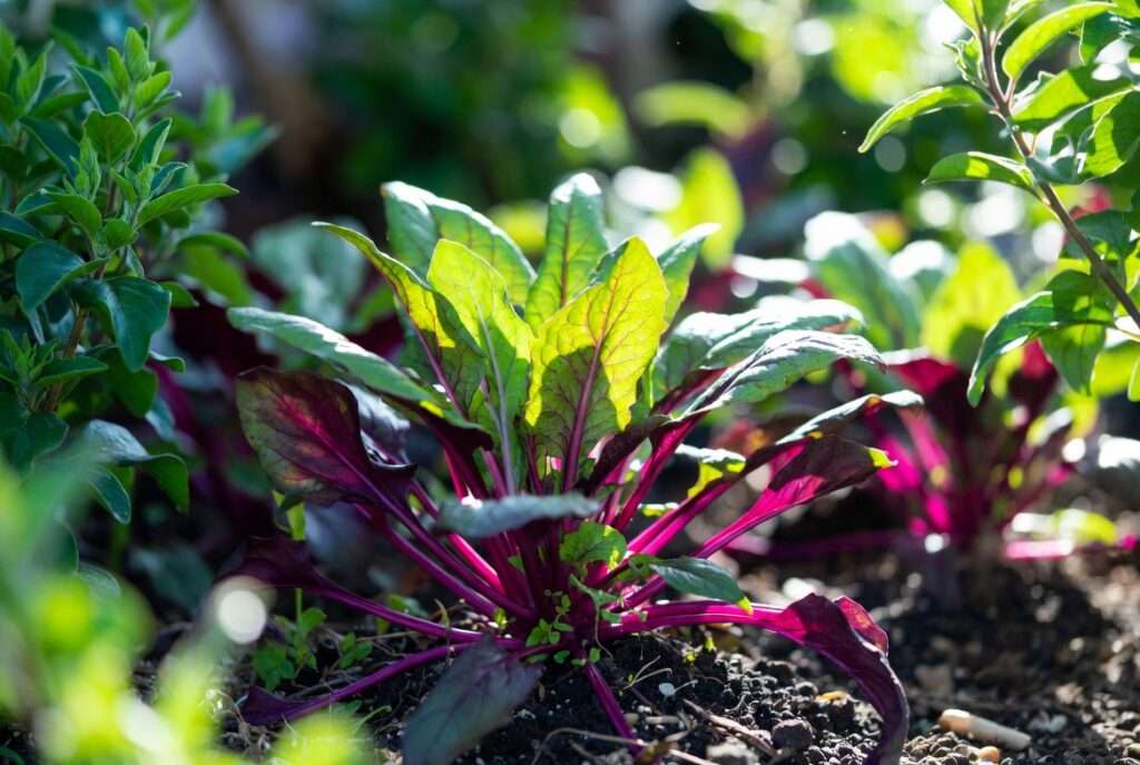 okinawa spinach plant