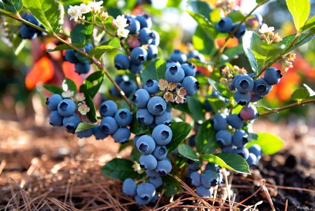 patriot blueberry plants