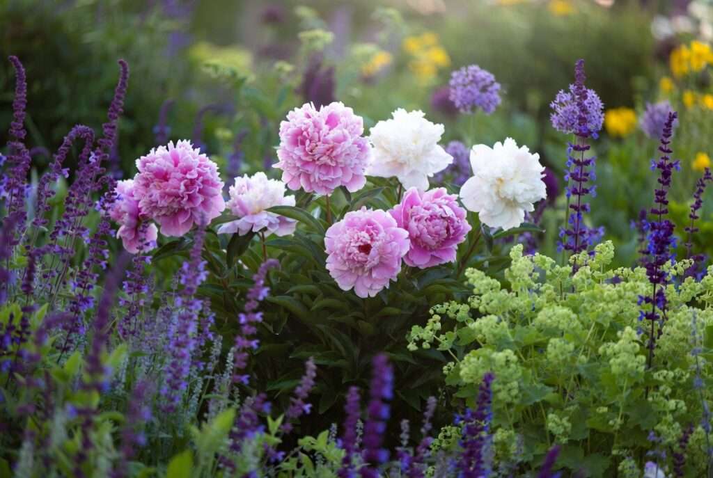 peony companion plants