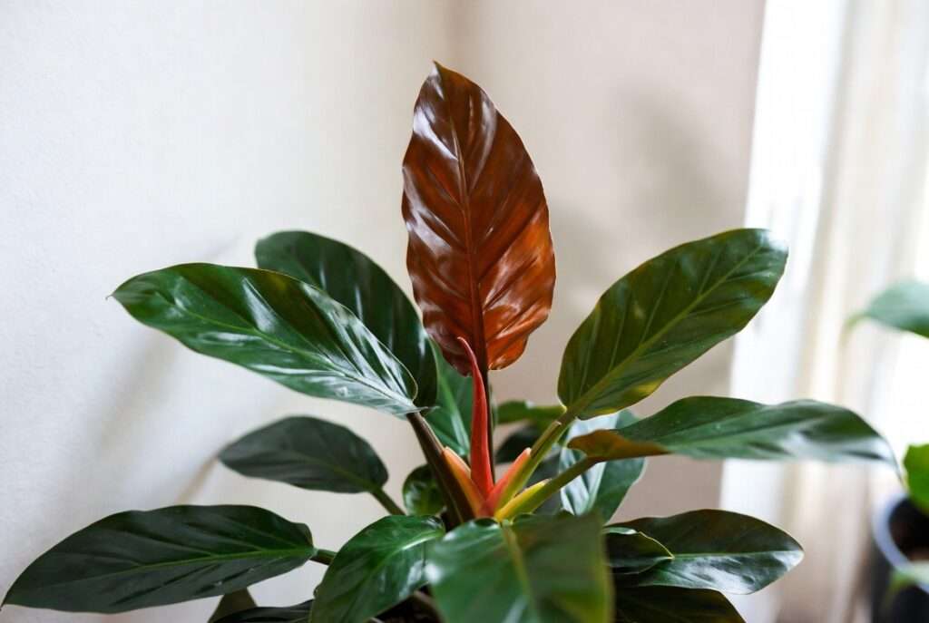 philodendron congo plant