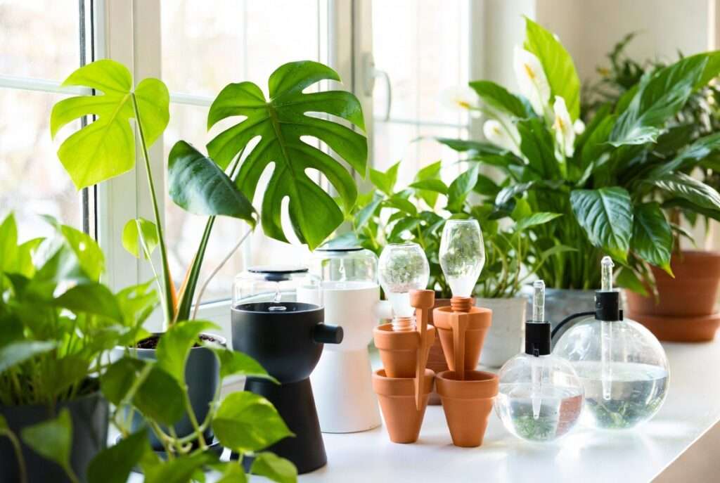 plant waterer indoor